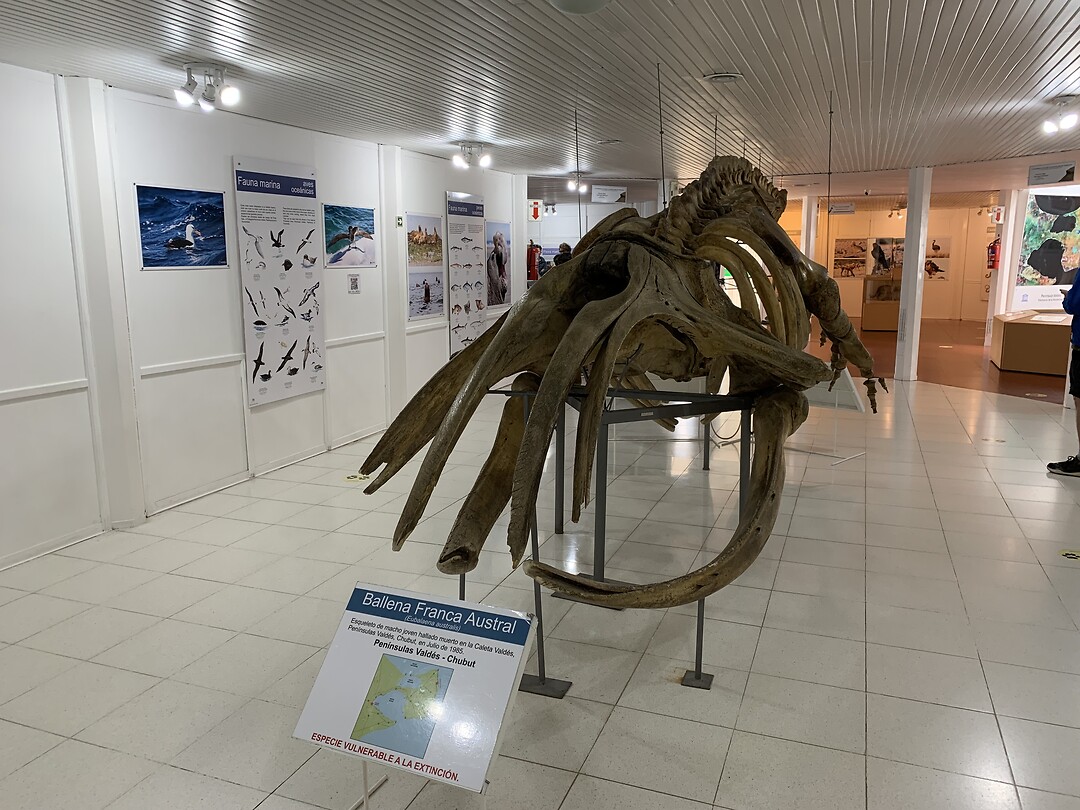 Karkas van een walvis