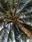 Palmboom boven mijn zonnebed