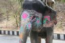 Beschilderde olifant
