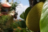 Jackfruit
