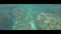 Snorkelen op Koh Tao