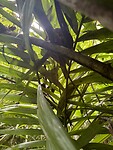 IMG_0335