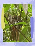 Tarsier