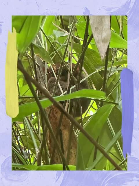 Tarsier