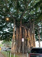 IMG_0378