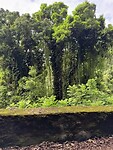 Road to Hana