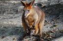 Skippy