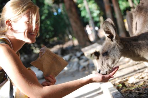 Kangaroe!