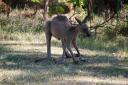 kangaroo