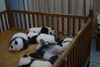 Panda's!!