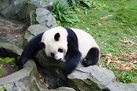 Panda's!!