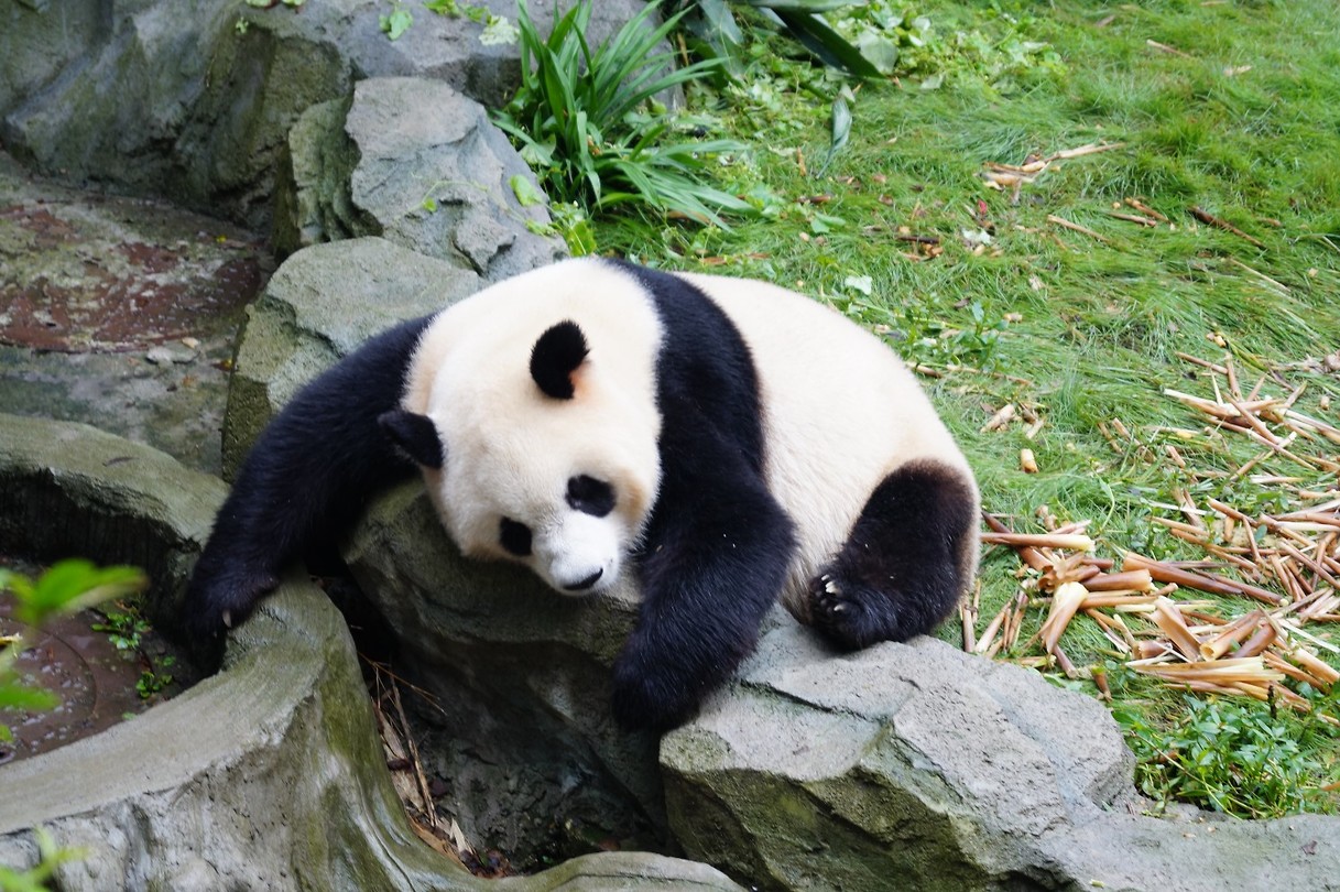 Panda's!!