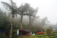 Sapa