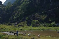 Tam coc