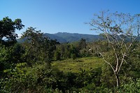 Gibbon experince