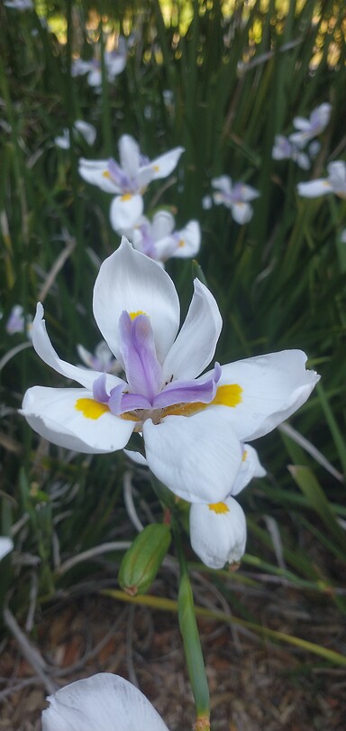 Bloem