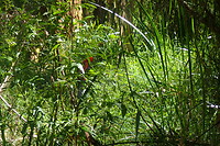 Crimson rosella