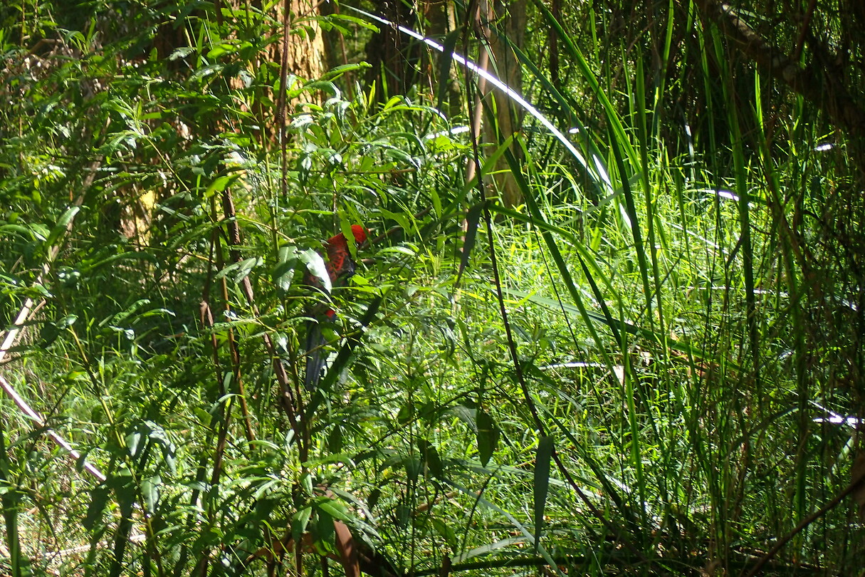 Crimson rosella
