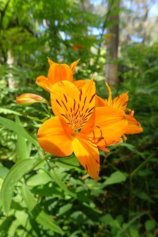 Bloem