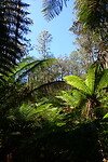 Fern trees!