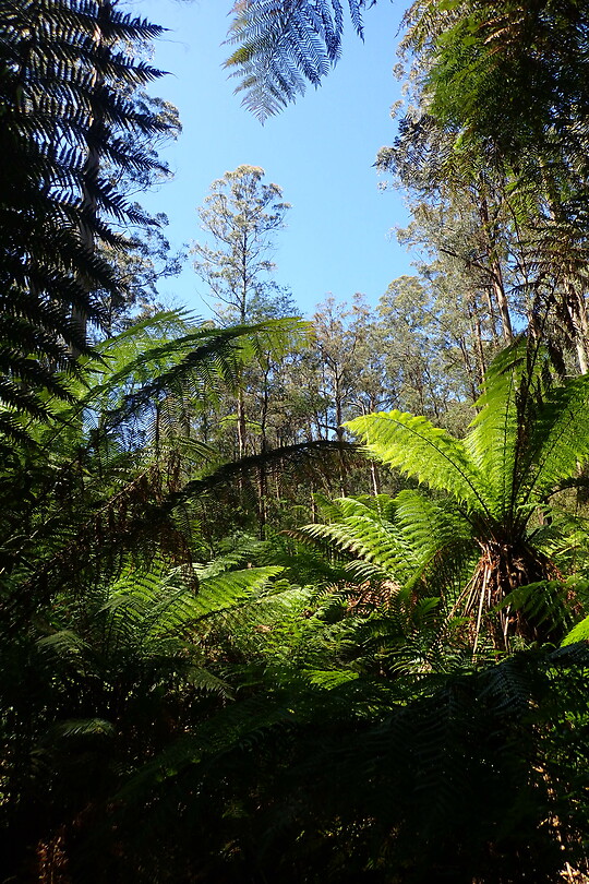 Fern trees!