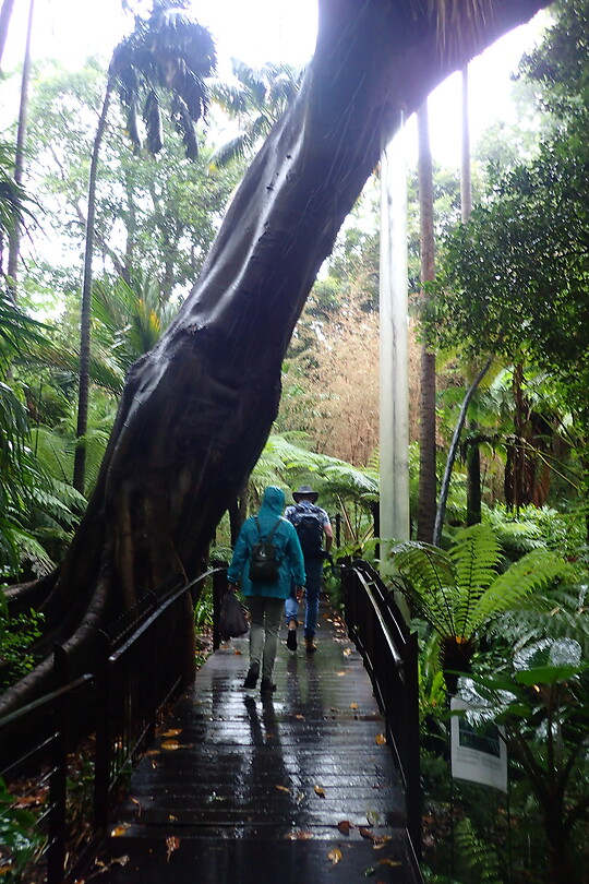 Regenwoud in botanische tuin
