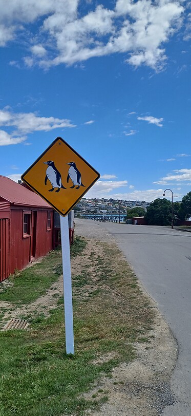 Blue Pinguins