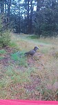 KEA