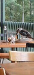 Pizza vs Kookaburra
