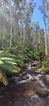 Weer terug in de Australische bossen