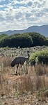 EMU