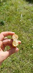 Fingerlime kaviaar