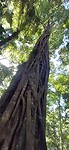 Strangler fig