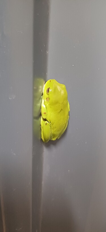 Kikker in de douche