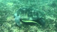 VID-20190226-WA0088
