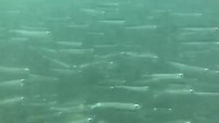 VID-20190226-WA0090