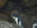 Pinguins in Melbourne