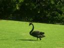 Royal Botanic Gardens Melbourne