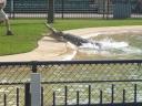 Australia Zoo