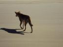 Een dingo op Fraser ISland