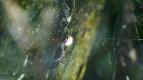 Spider in tuin (Julie liep er bijna in brrr :s)