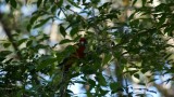 tuin vogels