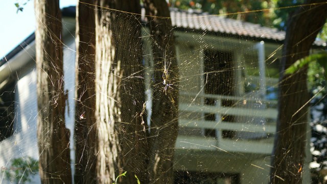 super groot web met spin zo groot als mijn langste vinger