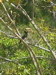 Neushoornvogel
