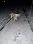 Wandelen in de sneeuw