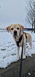 In de sneeuw