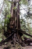 01-09-2015 Big Ceder Tree