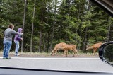 03-09-2015 Hurricane Ridge Olympic NP