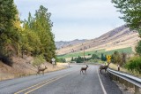 08-09-2015 - on a way to Omak
