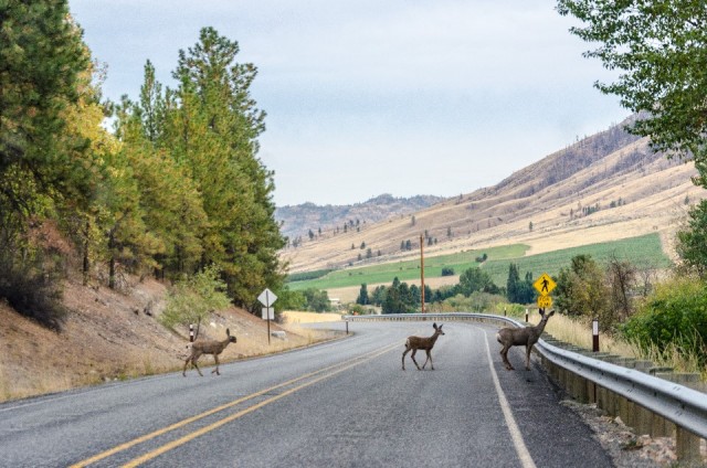 08-09-2015 - on a way to Omak